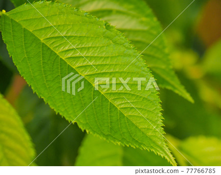 Cherry tree leaves, mid-May 77766785
