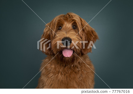 Young cobberdog on green background 77767016