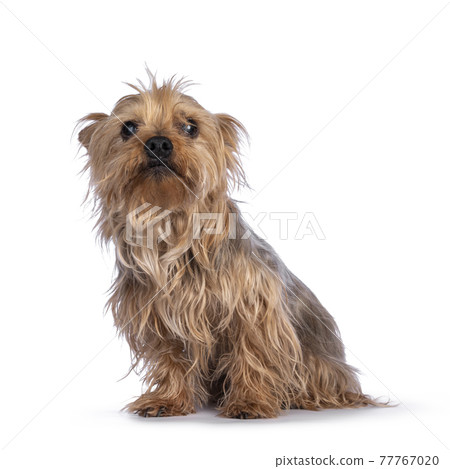 Yorkshire terrier dog on white background 77767020