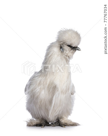 White silkie chicken on white background 77767034
