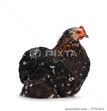 Cochin chicken on white background 77767041