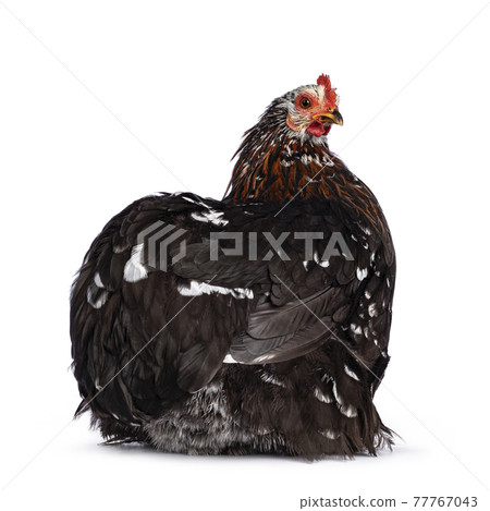 Cochin chicken on white background 77767043