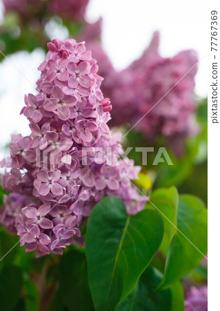 beautiful spring flowers of lilac against the sky beautiful spring flowers of lilac against the sky 77767369