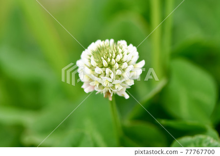 白三葉草 77767700