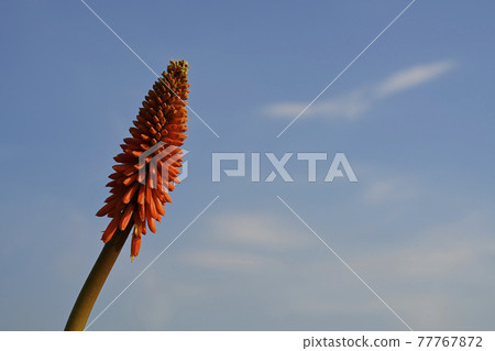 蘆薈鐵花 77767872