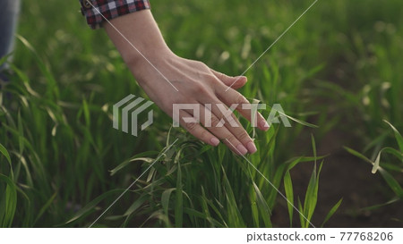 A farmer's hand touches green growing wheat in the field, growing crops in agriculture, land work on a collective farm, checking the quality level of sprouts on irrigation activities A farmer's hand touches green growing wheat in the field, growing crops in agriculture, land work on a collective farm, checking the quality level of sprouts on irrigation activities 77768206