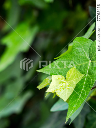 Fresh ivy fresh green 77768438