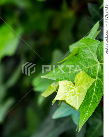 Fresh ivy fresh green 77768439