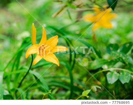 Beautifully blooming endangered Musashinokisuge Beautifully blooming endangered Musashinokisuge 77768695