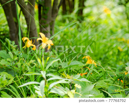 Beautifully blooming endangered Musashinokisuge Beautifully blooming endangered Musashinokisuge 77768702