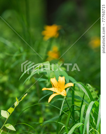 美麗盛開的瀕臨滅絕的武藏之霧 77768715