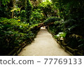 樹木阻礙通道 77769133
