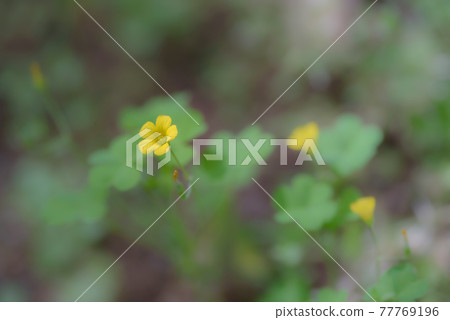 酢漿草 77769196