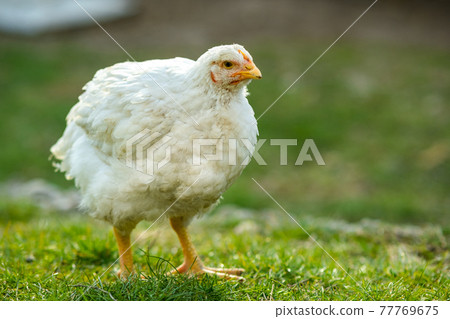 Hen feed on traditional rural barnyard. Close up of chicken standing on barn yard with green grass. Free range poultry farming concept. 77769675
