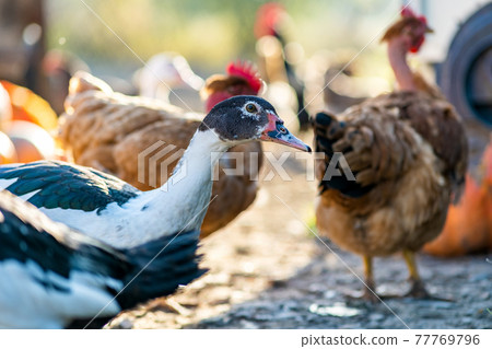 Ducks feed on traditional rural barnyard. Detail of a duck head. Close up of waterbird standing on barn yard. Free range poultry farming concept. Ducks feed on traditional rural barnyard. Detail of a duck head. Close up of waterbird standing on barn yard. Free range poultry farming concept. 77769796