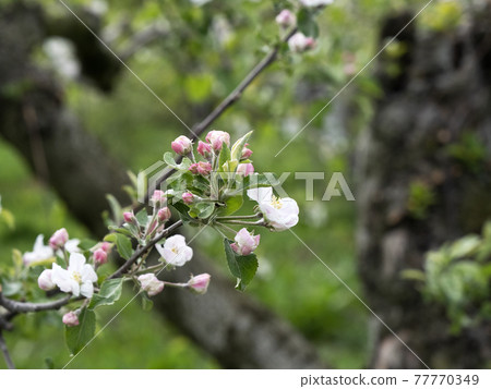 風景 蘋果園 照片蘋果花在kaoru 風格岩手蘋果花盛開無辜的蘋果花蘋果農民 照片素材 圖片 圖庫