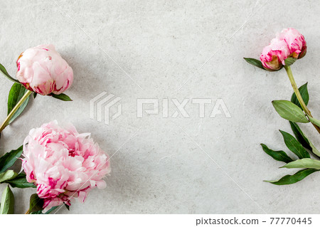 Frame made of pink peonies flower on gray background. Flat lay, top view. Frame of flowers. Frame made of pink peonies flower on gray background. Flat lay, top view. Frame of flowers. 77770445