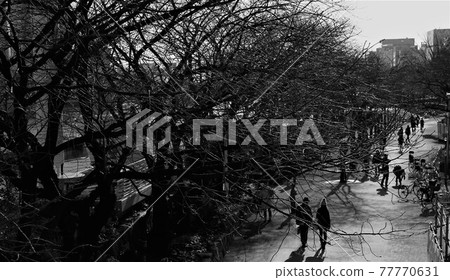 Street snaps of light and shadow: Dramatic images capturing the long, drawn-out shadows of people against the backdrop of winter trees. 77770631