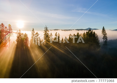 Foggy green pine forest with canopies of spruce trees and sunrise rays shining through branches in autumn mountains. Foggy green pine forest with canopies of spruce trees and sunrise rays shining through branches in autumn mountains. 77771068