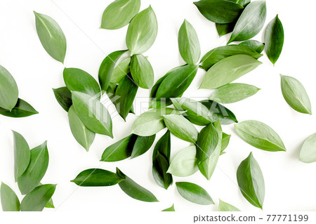 Pattern, texture with green leaves isolated on white background. lay flat, top view Pattern, texture with green leaves isolated on white background. lay flat, top view 77771199