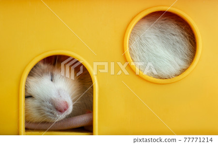 Closeup of funny white domestic rat with long whiskers sleeping in yellow plastic pet house. 77771214