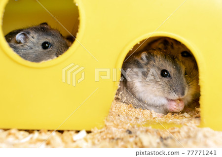 Small gray jungar hamster rats in yellow home cage. 77771241