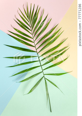Tropical green palm leaves on colorful background. Nature concept. flat lay, top view Tropical green palm leaves on colorful background. Nature concept. flat lay, top view 77771286