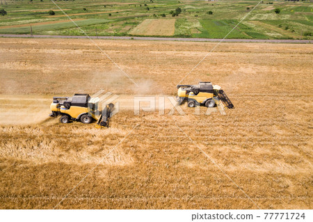 Aerial view of combine harvesters harvesting large yellow ripe wheat field. Aerial view of combine harvesters harvesting large yellow ripe wheat field. 77771724