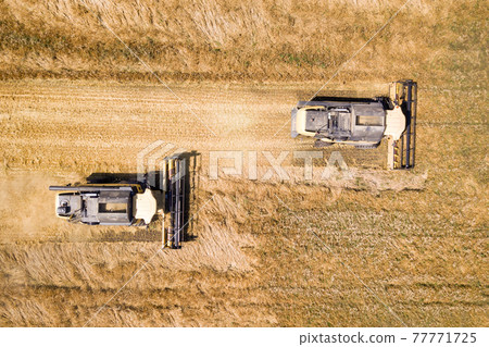 Aerial view of combine harvesters harvesting large yellow ripe wheat field. Aerial view of combine harvesters harvesting large yellow ripe wheat field. 77771725