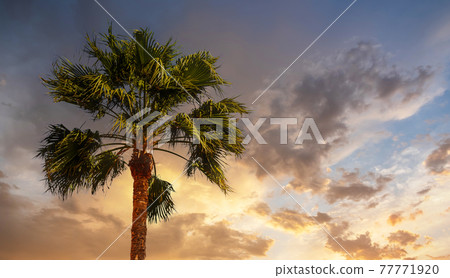 Perspective down view of fresh green palm trees in tropical region against blue vibrant sky in summer. 77771920