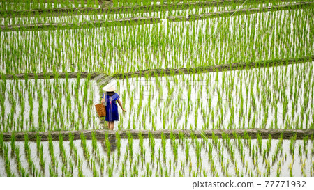 Hmong tribal Woman in blue native dress with hat and basket walking on ridge 77771932
