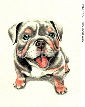 水彩鬥牛犬小狗 水彩鬥牛犬小狗 77771961