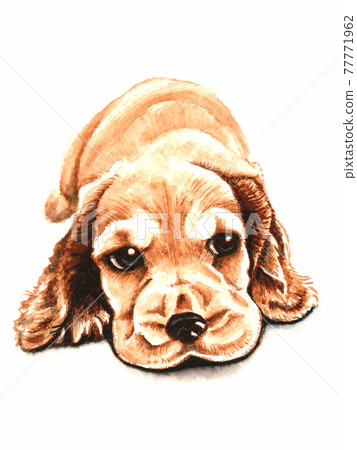 水彩可卡犬幼犬 77771962