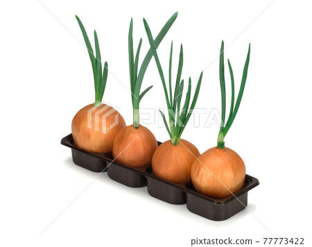 Onion with green sprout planted in the ground Onion with green sprout planted in the ground 77773422
