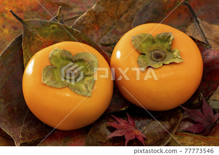 紅葉上排列的柿子 77773546