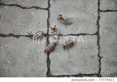 May beetles upside down and lying on their backs on a gray block 77774911