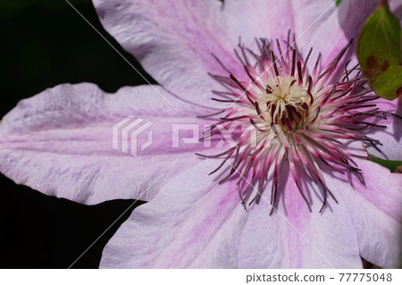 April Sagamihara 248 Clematis (iron wire), Ranunculales, Municipal Sagamihara Asamizo Park 77775048