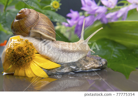 Helix pomatia. snail is actively crawling in nature. mollusc and invertebrate. 77775354