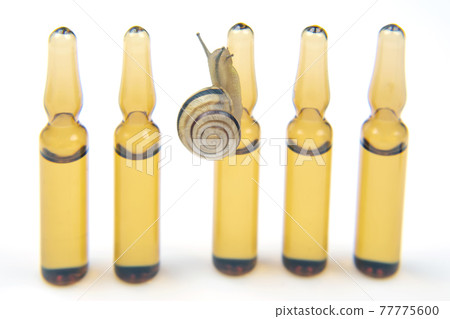 Helix pomatia. snail and medical ampoules for injections. mollusc and invertebrate. Helix pomatia. snail and medical ampoules for injections. mollusc and invertebrate. 77775600
