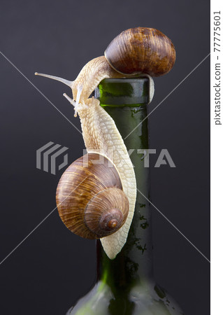 Helix pomatia. grape snail on a bottle on a dark background 77775601