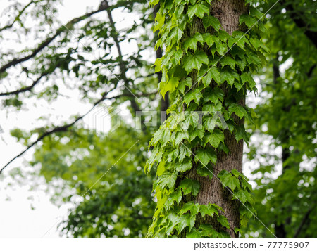 Vines wrapped around a tree trunk ・ Mid-May Vines wrapped around a tree trunk ・ Mid-May 77775907
