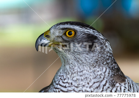 The hunter's goshawk's sharp gaze The hunter's goshawk's sharp gaze 77775978