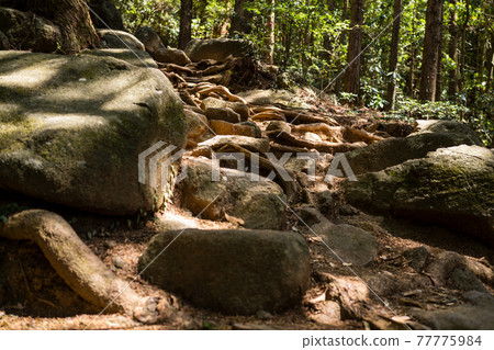 Tsukuba mountain root mountain trail 77775984