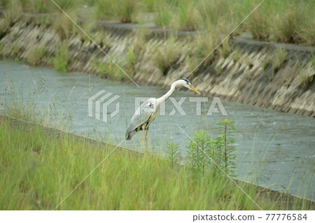 A heron aiming for prey on the banks of the river 77776584