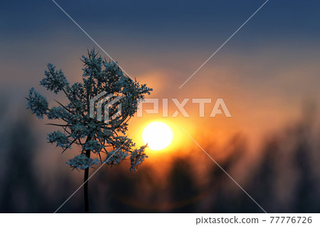 silhouette plants flower against the setting sun silhouette plants flower against the setting sun 77776726
