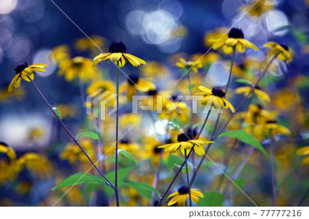 yellow wild flowers in blurred background yellow wild flowers in blurred background 77777216