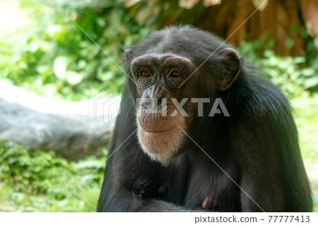 Chimpanzee smile up 77777413