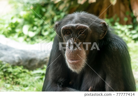 Chimpanzee up image 77777414