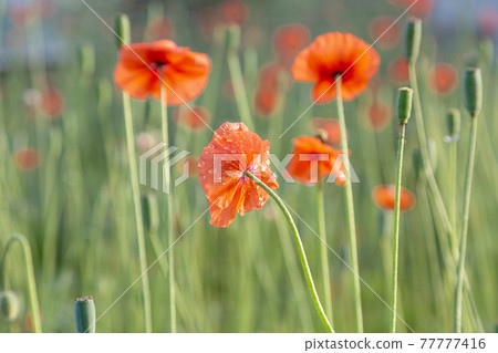 Early blooming poppies that get wet with morning dew 77777416