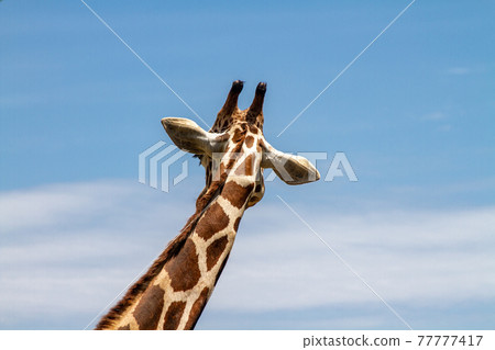 Back view of a giraffe looking at the blue sky [Even-toed ungera] 77777417